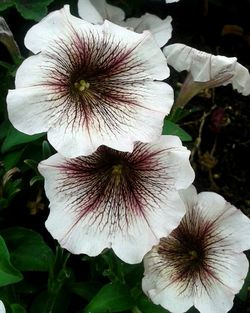 Close-up of white flower