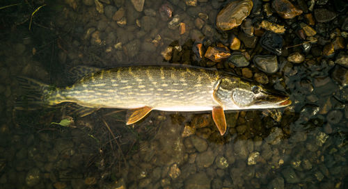 High angle view of fish a pike fish