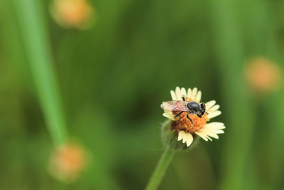 Close-up of insect on flower