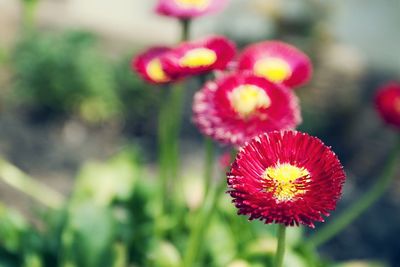 Close-up of red flowers