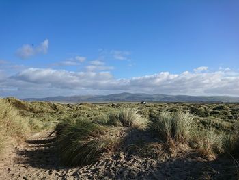 Scenic view of landscape against blue sky