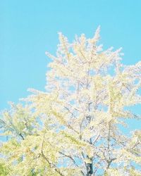 Low angle view of tree against blue sky