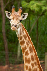 Portrait of giraffe