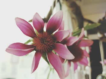 Close-up of flower against blurred background