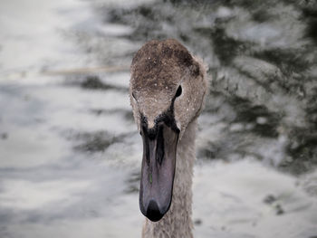 Close-up of swan