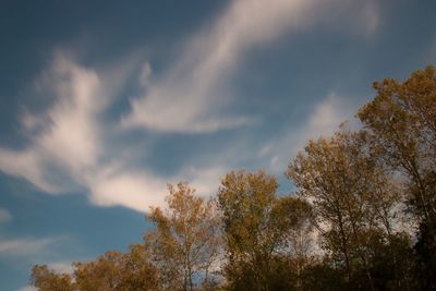 Low angle view of trees against cloudy sky