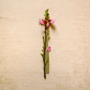 Close-up of pink flower plant against white background