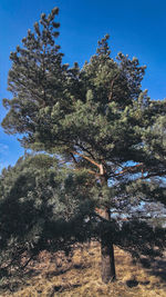 Low angle view of pine trees on field against sky