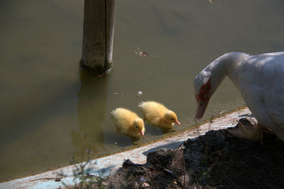 High angle view of swan swimming on lake