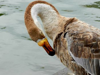 Close-up of swan on lake