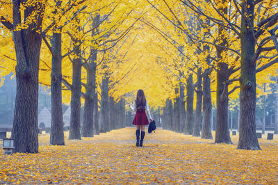 Rear view of woman walking amidst autumn trees at namiseom