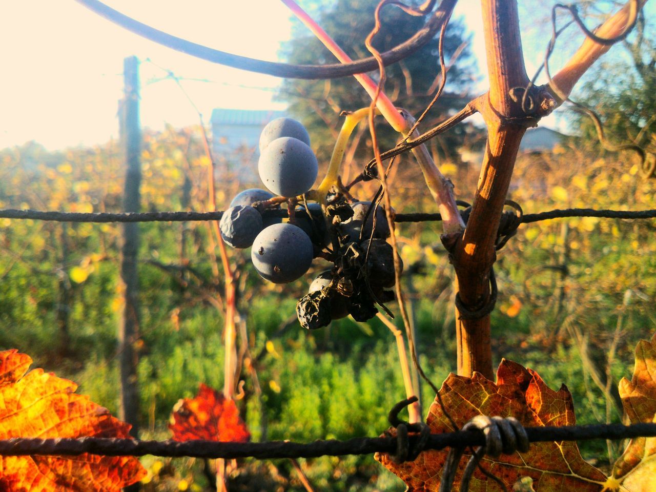 tree, focus on foreground, fruit, food and drink, growth, close-up, nature, fence, hanging, branch, agriculture, freshness, food, day, healthy eating, vineyard, outdoors, sky, selective focus, field