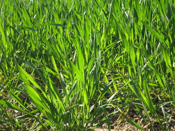 Full frame shot of bamboo plants on field