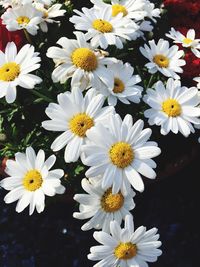 Close-up of yellow flowers blooming outdoors