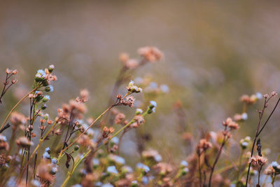 Close-up of flowering plants on field