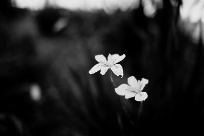 Close-up of white flowers