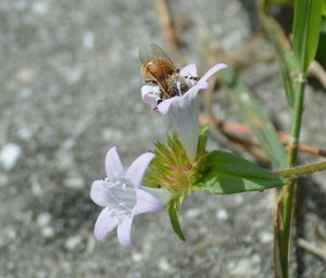 Close-up of bee pollinating on purple flower