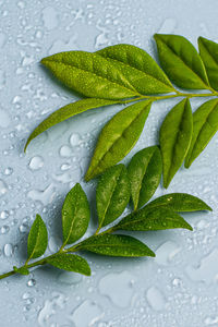Close-up of wet plant leaves