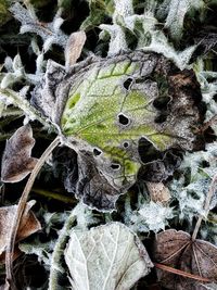 Close-up of frozen leaves on field