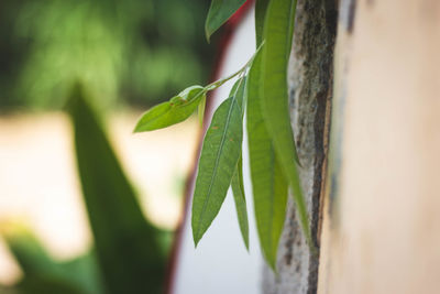 Close-up of green leaves on tree trunk against wall