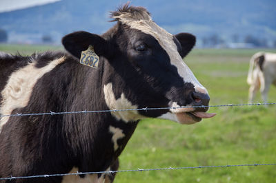 Barbed wires against cow on field