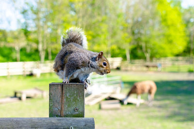 Close-up of squirrel on wooden post