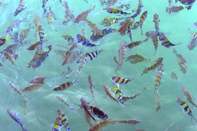 High angle view of fishes swimming in sea