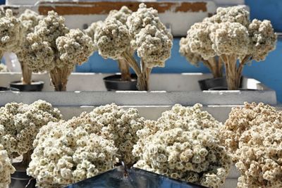 Close-up of white flowering plants