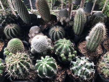 High angle view of succulent plant on field