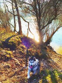 Sun shining through trees