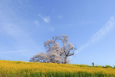 Scenic view of oilseed rape field and cherry blossom against sky