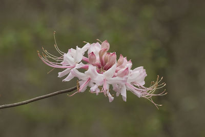 Close-up of pink flower on tree