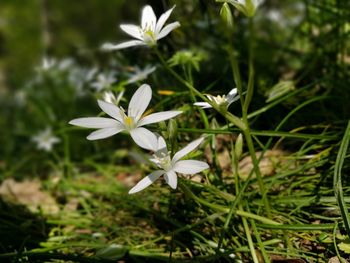 Close-up of white flowering plant