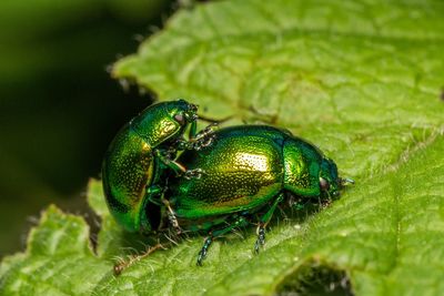 Close-up of mating insects