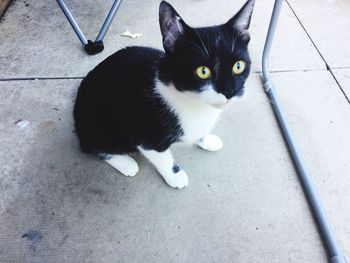 Portrait of cat sitting on street