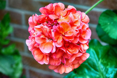 Close-up of pink rose flower