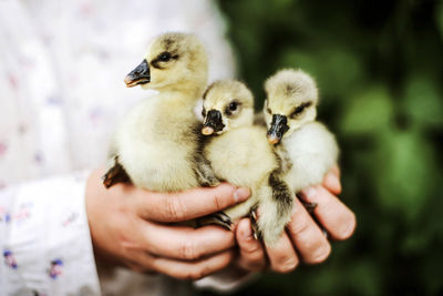 Close-up of a hand holding small bird