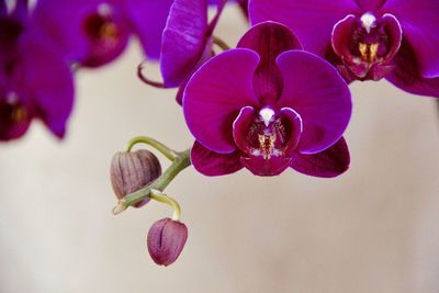 Close-up of pink orchids