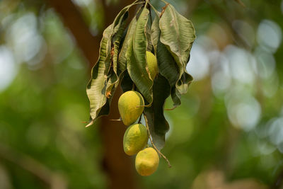 Close-up of fruits growing on tree