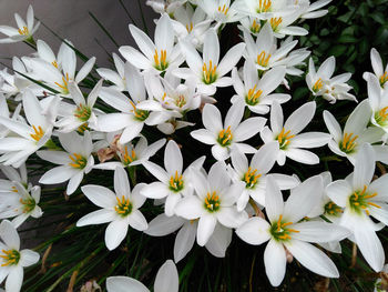 Close-up of white flowers blooming outdoors