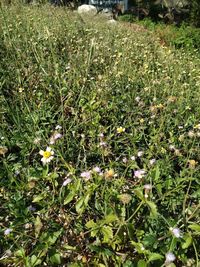 High angle view of flowering plants on field