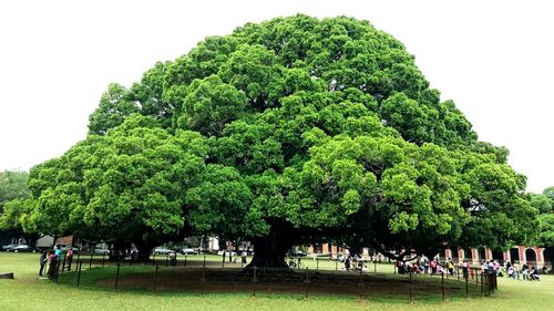 Trees in park