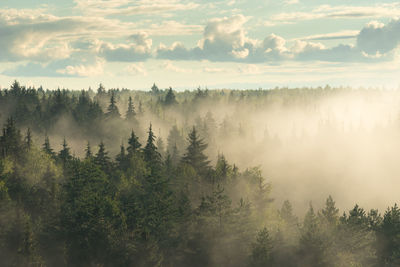 Scenic view of forest against sky