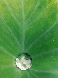 Close-up of water drop on leaf