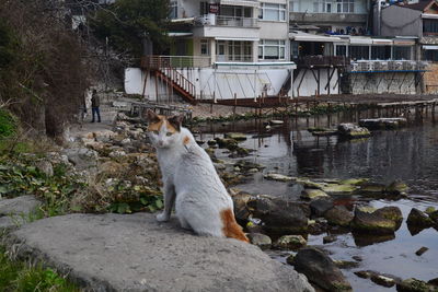 View of a cat looking away