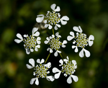 Close-up of white flowering plant