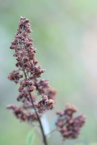 Close-up of dried plant