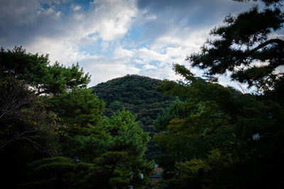 Low angle view of trees against sky