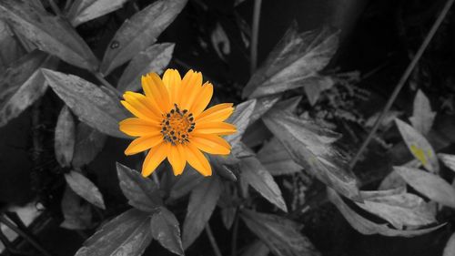 Close-up of yellow flowers blooming outdoors