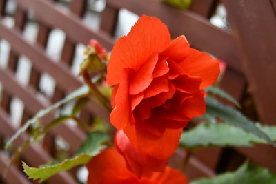 Close-up of red flowering plant